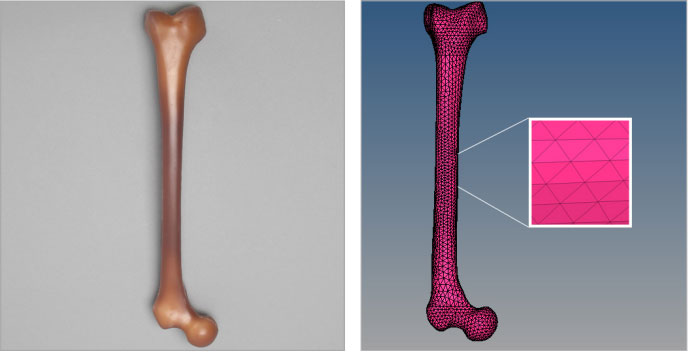 scanned and meshed femur